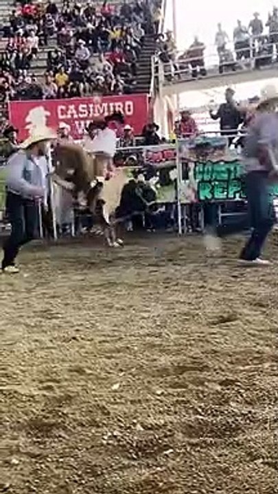 jaripeo