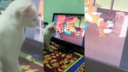 Try not to laugh animals _ funniest cat videos in the world _ funny animal videos 2022