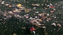 Ankara’da çok sayıda ölü balık su yüzeyine vurdu