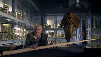 Natural Curiosities - A Curious Twist