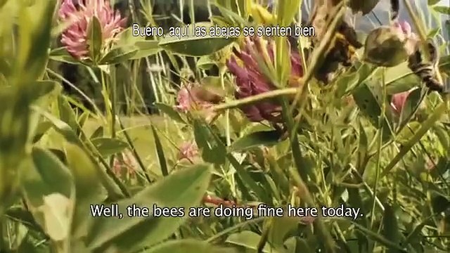 Des abeilles et des hommes Bande-annonce (ES)