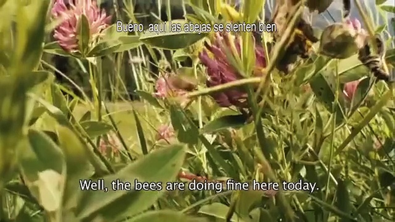 Des abeilles et des hommes Bande-annonce (ES)