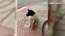 Sokak köpeğinden yavru kediye 'anne şefkati' yürekleri ısıttı