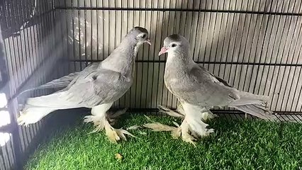 Pigeon very beautiful and nice flying