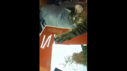 Funny cat video funny dog video funny short video funny clips comedy video