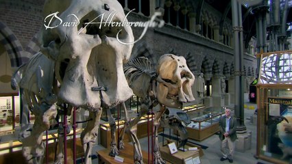 Natural Curiosities - Seeing the Pattern