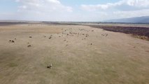 Konya gündem haberi: Kuruyan Akşehir Gölü büyükbaş hayvanlara 