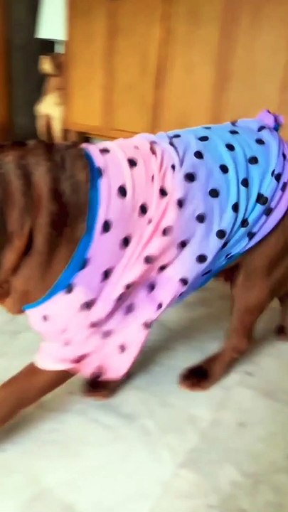 New dog funny  video World Top animal