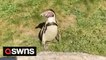 Amusing video shows penguin delightfully chasing a hand shadow at a German zoo