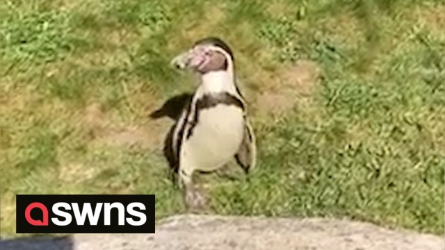 Amusing video shows penguin delightfully chasing a hand shadow at a German zoo