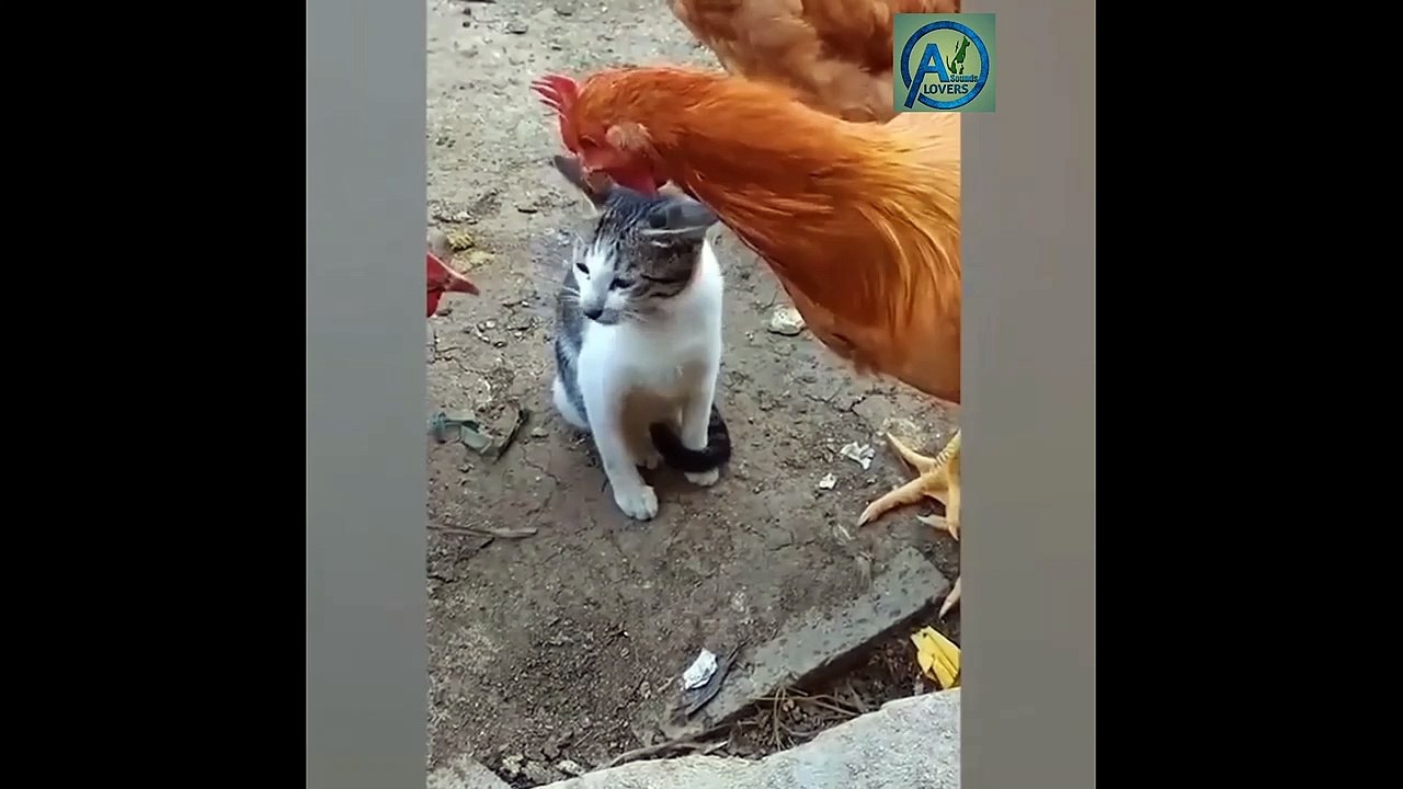 Funny animals video