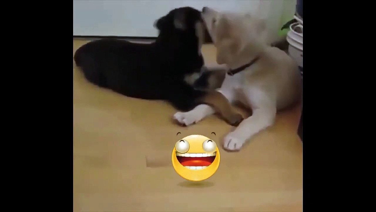 Dogs Dating _ Comedy #shorts #funny #dog #funnydogs #funnyvideo #comedyvideo #comedy