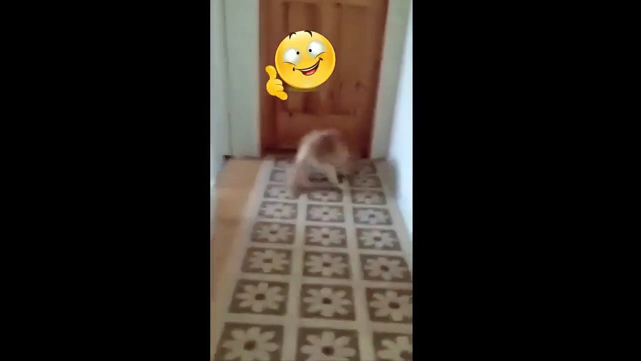 Funny Dogs #shorts #funny #dog #funnydogs #funn...