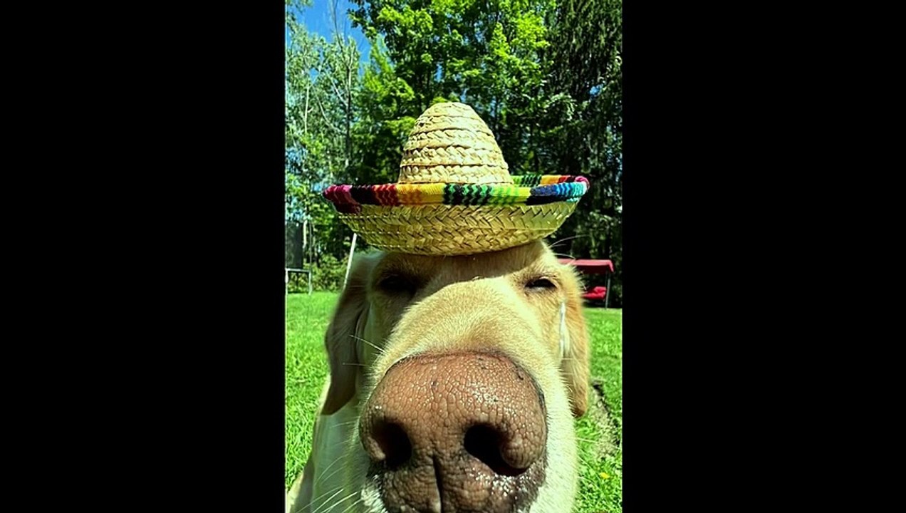 Fun With Dog #shorts #funny #dog #doglover #dog #funnydogs #funnyvideo #comedyvideo #comedy