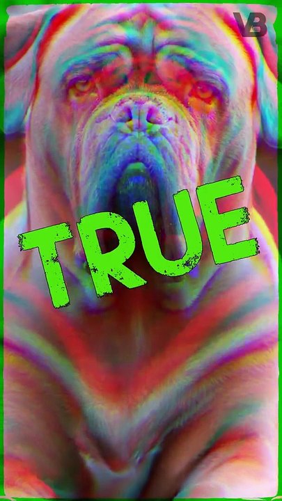 Dogue De Bordeaux Has The Shortest Lifespan #shorts