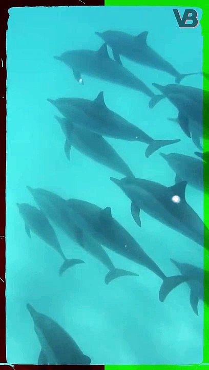 Dolphins Can Get High #shorts