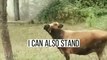 I can Stand #shorts #pet #fyp #viral #animals #foryou #funny #funnyvideos #lol #comedyshorts