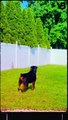 Fast Rottweiler Facts #shorts
