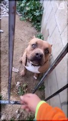 Fighting Dogs Are Dangerous to Adopt #shorts