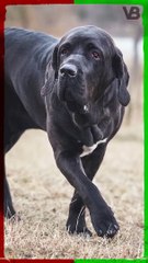 Fila Brasileiro Was Used For Chasing Down Escaped Slaves #shorts