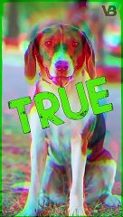 George Washington Created The American Foxhound #shorts