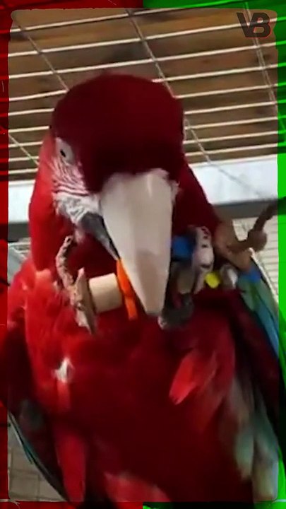 Green Winged Macaw Has A Bite Force Equal To A Leonberger #shorts