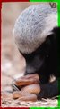 Honey Badgers Eat Venomous Snakes #shorts