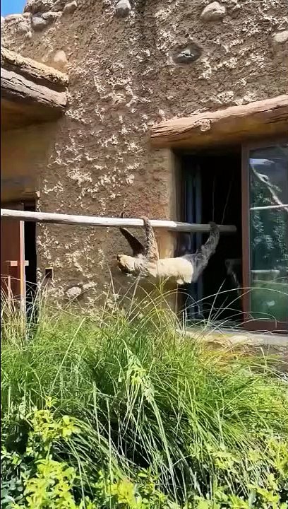 What is this #shorts #fyp #foryou #satisfying #viral #funny #funnyvideo #comedyvideo #comedy