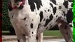 Great Dane Is The Tallest Dog Breed #shorts