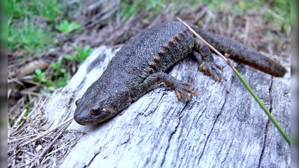 Insane Ways Animals Protect Themselves