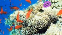 Stunning Underwater Wonders of the Red Sea   Relaxing Music - Coral Reefs & Colorful Sea Life