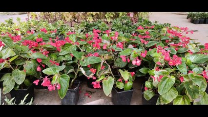 Pépinière du complexe sportif