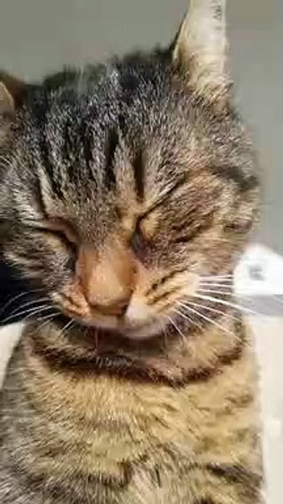 Amazing cat slowmotion
