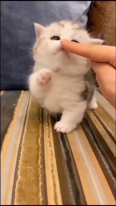 Baby Cats - Cute and Funny Cat Videos Compilation  Animals