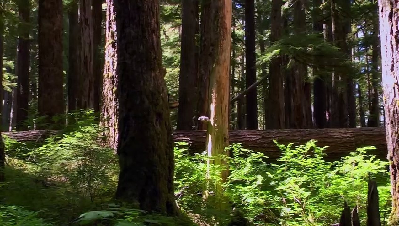 Fantastic Fungi Bande-annonce (EN)