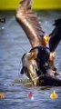 The Cormorant Bird Caught The Fish Beautifull | Birds Fish Attack | Cute Animals Yt