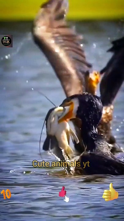The Cormorant Bird Caught The Fish Beautifull | Birds Fish Attack | Cute Animals Yt