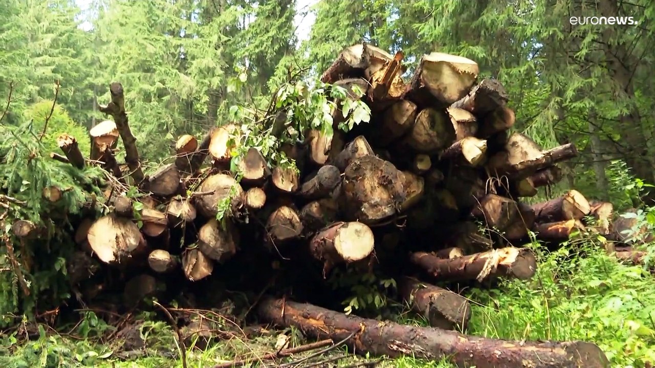 Begehrtes Brennholz: Nachfrage so hoch wie nie