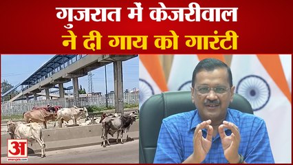 Gujarat Assembly Election: गुजरात में  Kejriwal  ने दी गाय को गारंटी