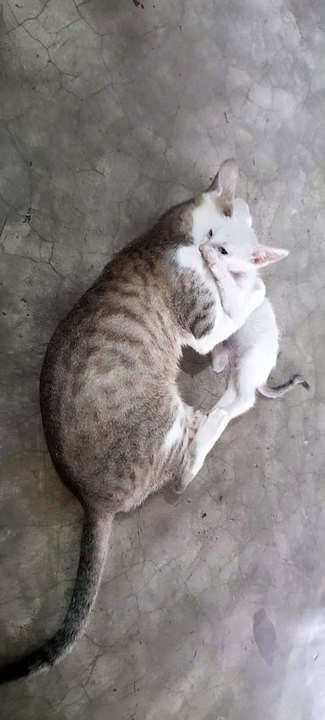 Funny  mom Cats and Cute white Kittens playing  in India