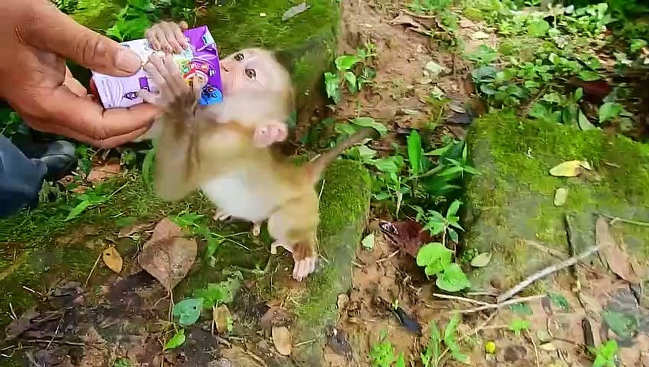 Best Rescue! Our rescue teams help to feed milk  little baby fresh milk, Brady learn to eat with mom