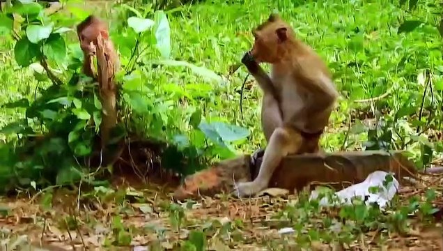 Best teacher! Amazing sis Pixie teaches Rainbow how to get from the ground, Rainbow learn from Pixie