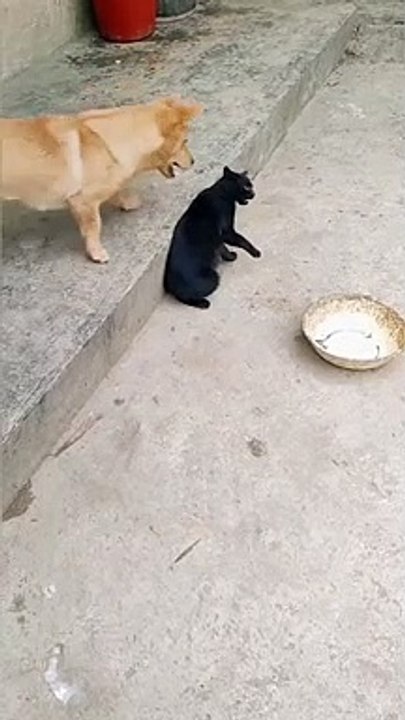 Funny animals video