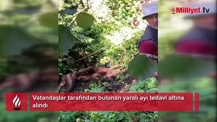 Vatandaşlar tarafından bulunan yaralı ayı tedavi altına alındı