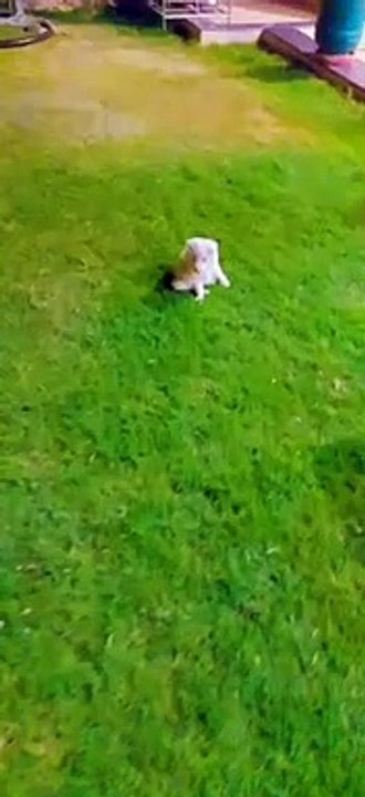 Dog Walking Dancing and playing