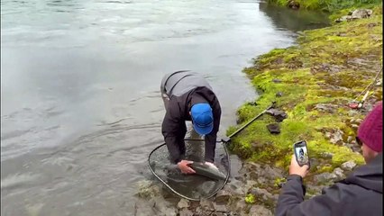 تدهور أعداد سمك السلمون البري يحبط الصيادين في اسكتلندا