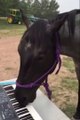 Horse is a talented piano player