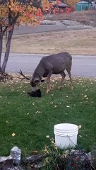 Cat Has no Fear While Messing with Deer