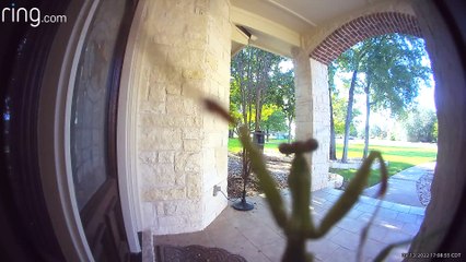 Have You Heard About Our Savior Praying Mantis?