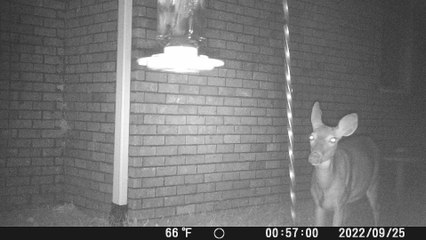 Furry Criminal is Caught Stealing Hummingbird Nectar